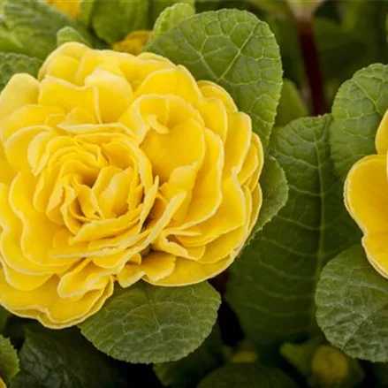 Rosen-Primel 'Buttercup Yellow'