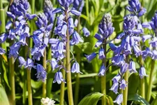 10 Blumenzwiebel - Spanisches Hasenglöckchen 'Blue Sky' - Kopie