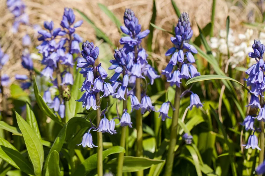 10 Blumenzwiebel - Spanisches Hasenglöckchen 'Blue Sky' - Kopie