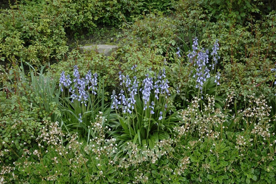 10 Blumenzwiebel - Spanisches Hasenglöckchen 'Blue Sky' - Kopie