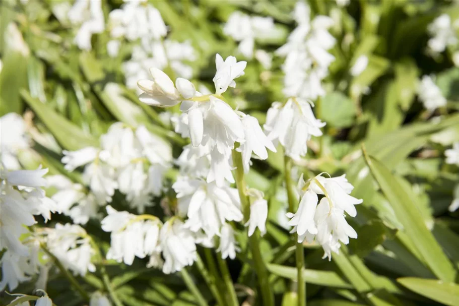 10 Blumenzwiebel - Spanisches Hasenglöckchen 'Snow' 10 Zwiebel - Größe 8/10