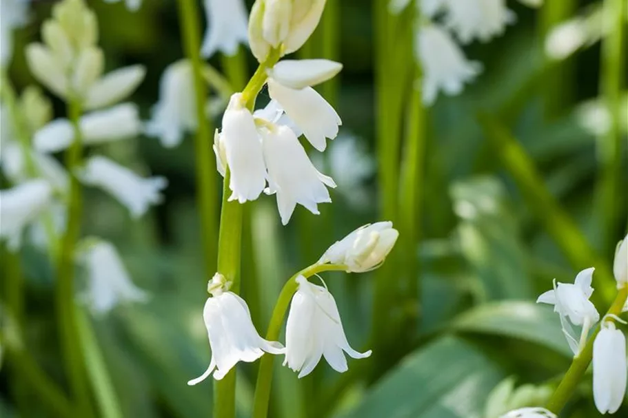 10 Blumenzwiebel - Spanisches Hasenglöckchen 'Snow' 10 Zwiebel - Größe 8/10