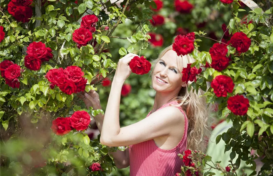 Die Rose: auch auf Balkon und Terrasse ein Hit