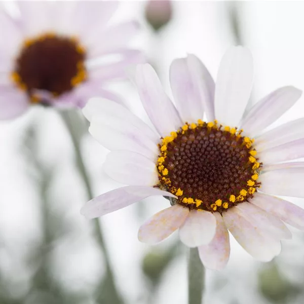 Marokko Margerite 'African Spring'