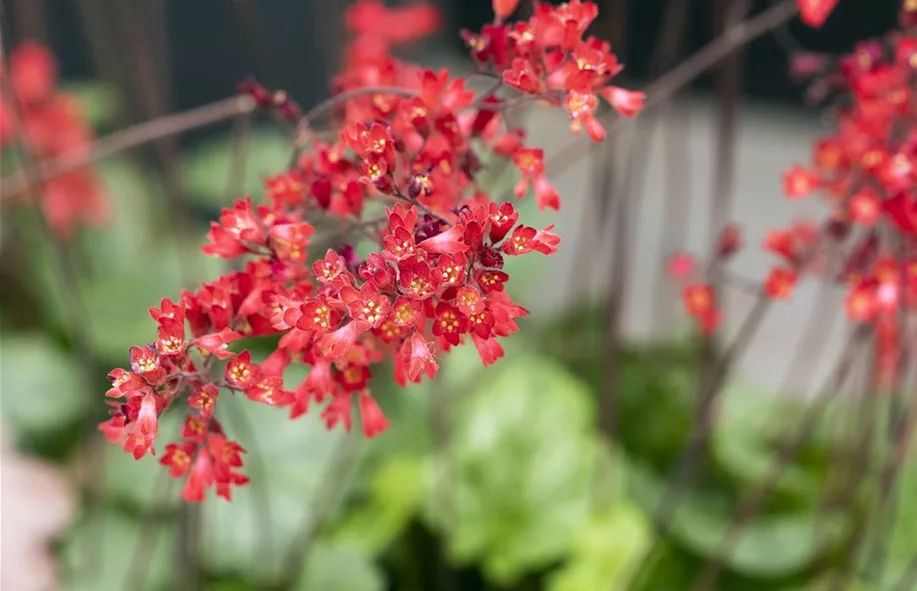 Purpurglöckchen überzeugen mit hübschen Blüten