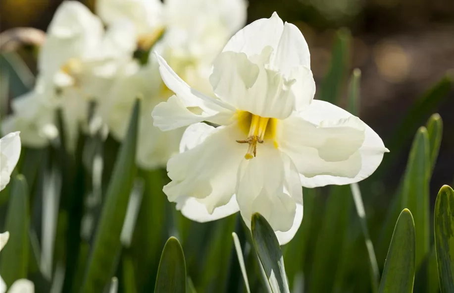 Frühlingsblumen sorgen für gute Laune