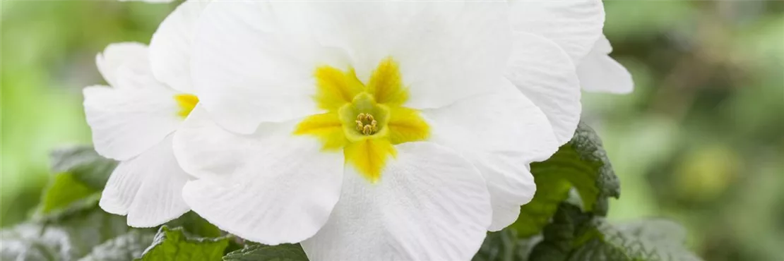 Primeln sind beliebte Frühlingsblumen