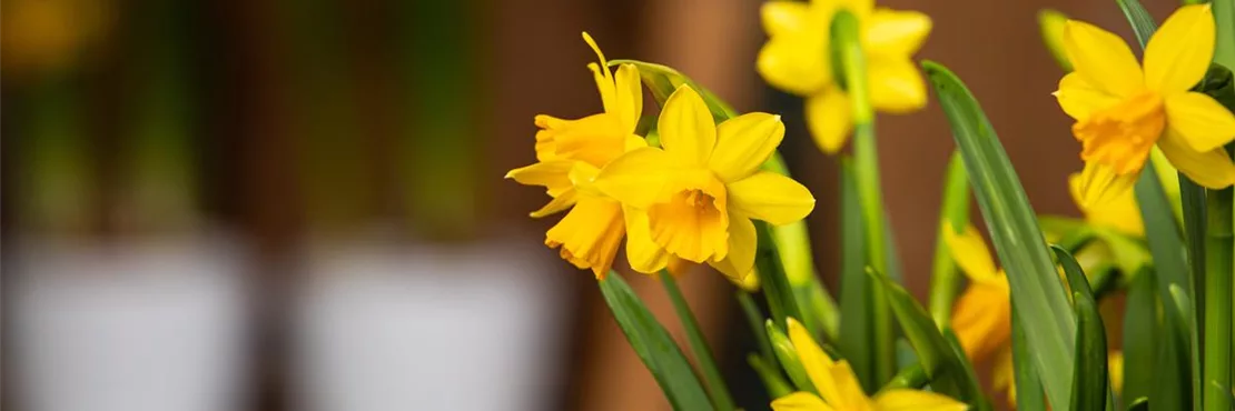 Narzissen gehören zu den klassischen Frühlingsblumen