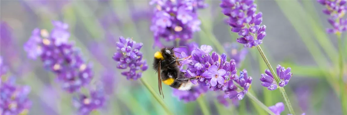 Lavendel ist eine beliebte Sonnenstaude