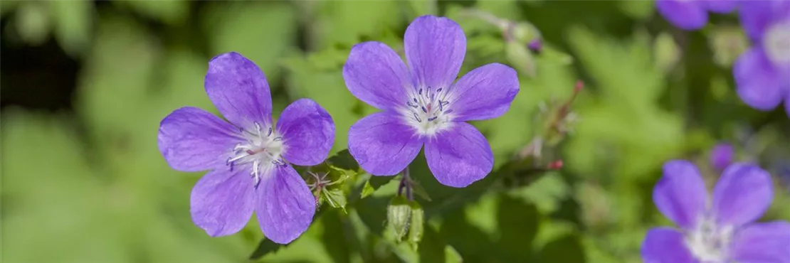 Storchschnabel gehört zu den beliebten Sonnenstauden