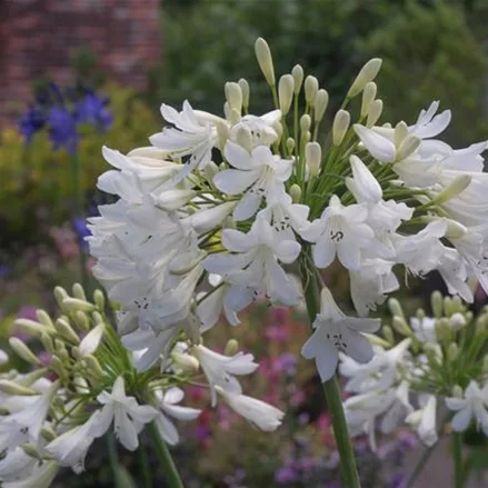 Afrika-Schmucklilie 'Arctic Star'