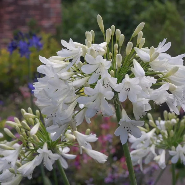 Afrika-Schmucklilie 'Arctic Star'