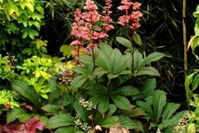 Garten-Schaublatt 'Bronze Peacock' 1 Liter Topf