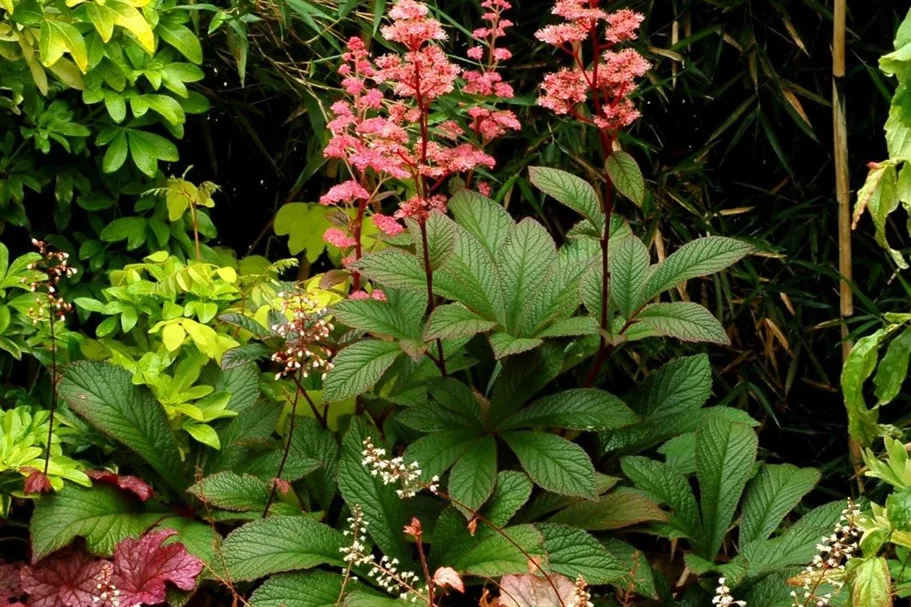 Garten-Schaublatt 'Bronze Peacock' 1 Liter Topf