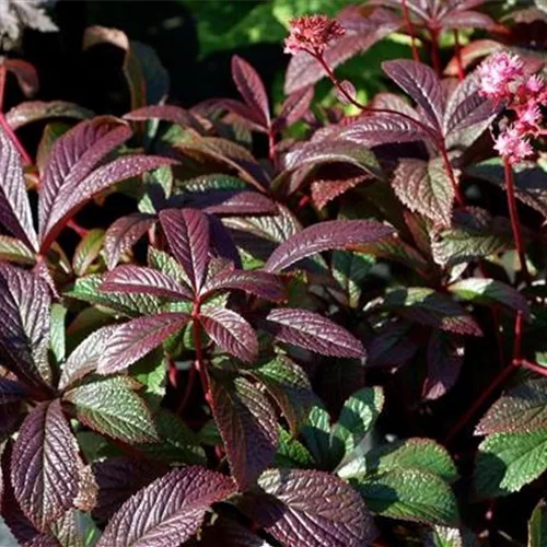 Garten-Schaublatt 'Bronze Peacock'