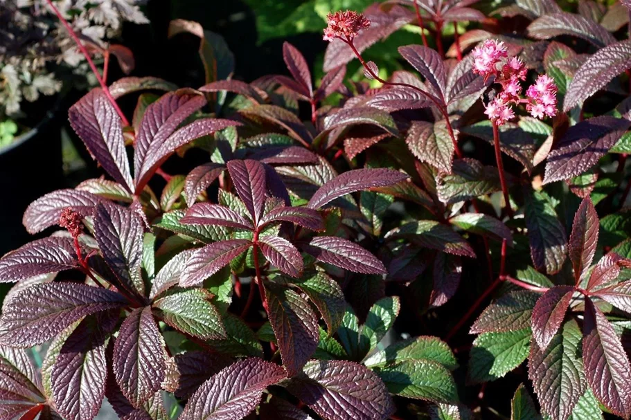 Garten-Schaublatt 'Bronze Peacock' 1 Liter Topf