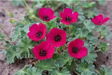 Aschgrauer Garten-Storchschnabel 'Jolly Jewel Red' 9 x 9 cm Topf 0,5 Liter