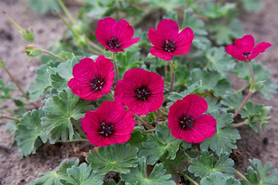 Aschgrauer Garten-Storchschnabel 'Jolly Jewel Red' 9 x 9 cm Topf 0,5 Liter