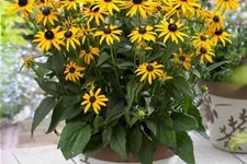 Niedriger Sonnenhut 'Little Gold Star' 1 Liter Topf