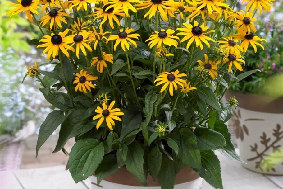 Niedriger Sonnenhut 'Little Gold Star' 1 Liter Topf