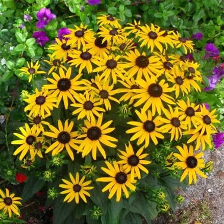 Niedriger Sonnenhut 'Little Gold Star'