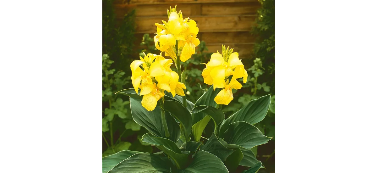 Blumenrohr Cannova® 'Yellow' 12 cm Topf