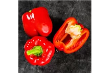 Paprika 'Bontempi' 10,5 cm Topf