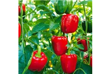 Paprika 'Bontempi' 10,5 cm Topf