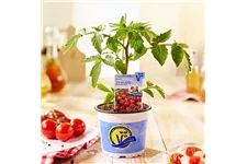 Tomate 'Picolino' 12 cm Topf