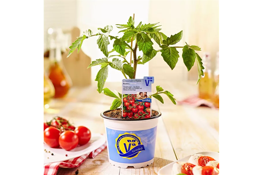 Tomate 'Picolino' 12 cm Topf