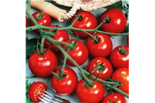 Tomate 'Picolino' 12 cm Topf