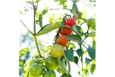 Tomate 'Picolino' 12 cm Topf