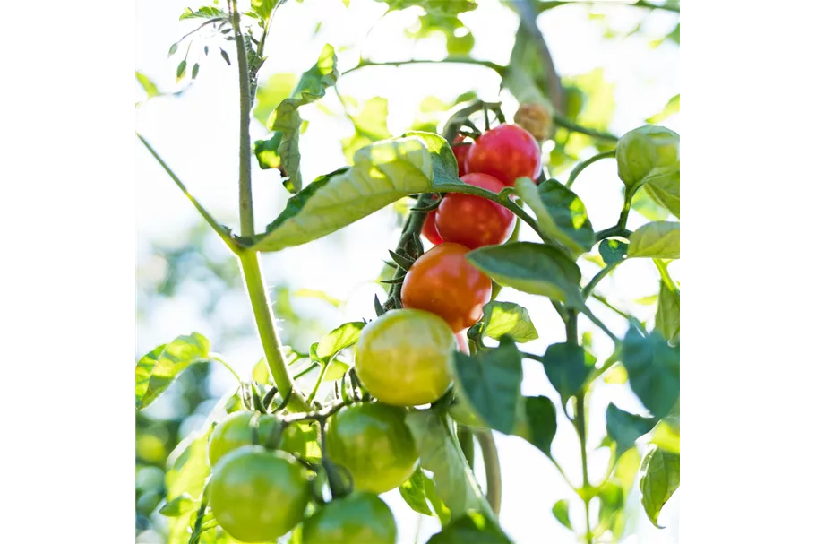 Tomate 'Picolino' 12 cm Topf