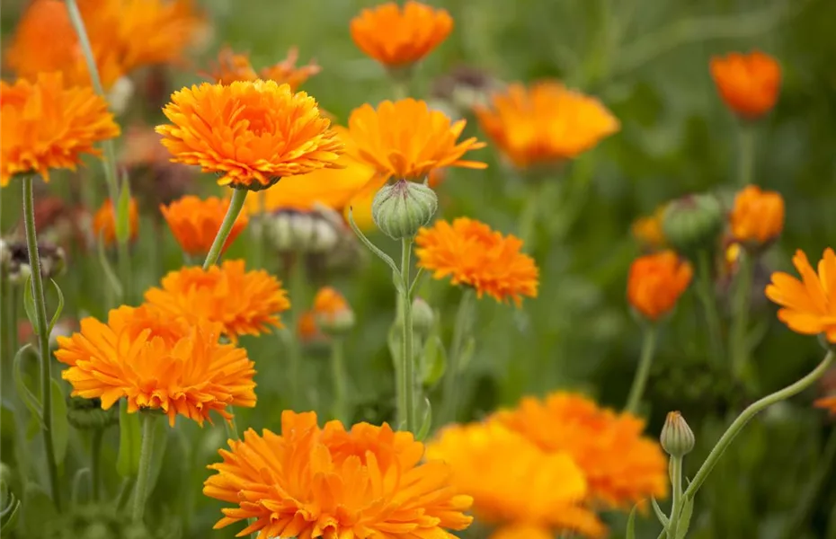 Ungiftige Pflanzen im Garten schützen alle