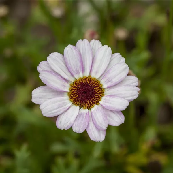 Marokko Margerite 'African Rose'