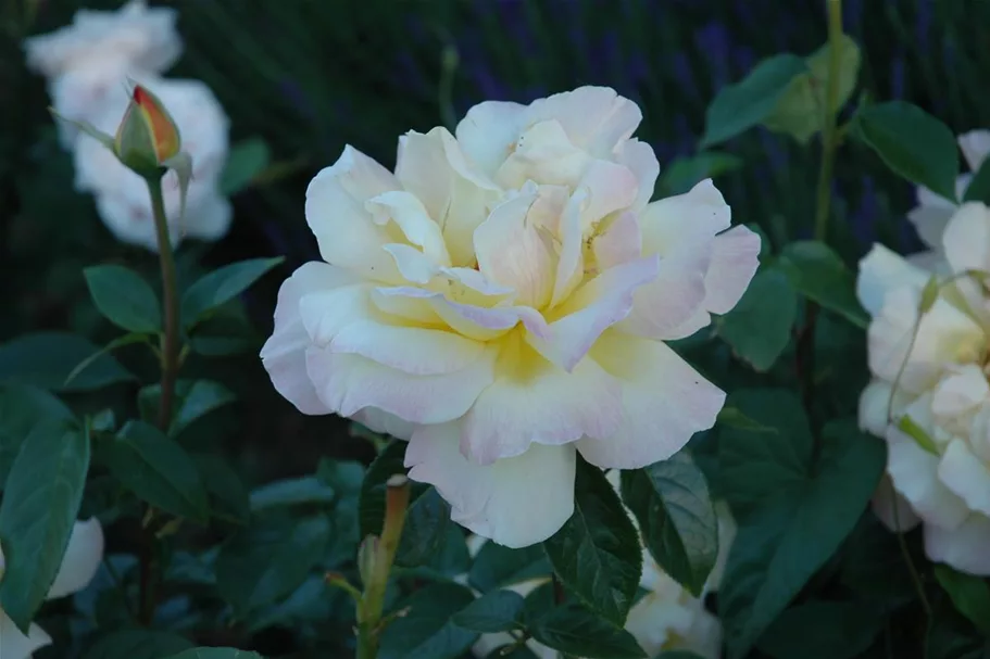 Edelrose 'Gloria Dei' 4 Liter Topf