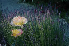 Edelrose 'Gloria Dei' 4 Liter Topf