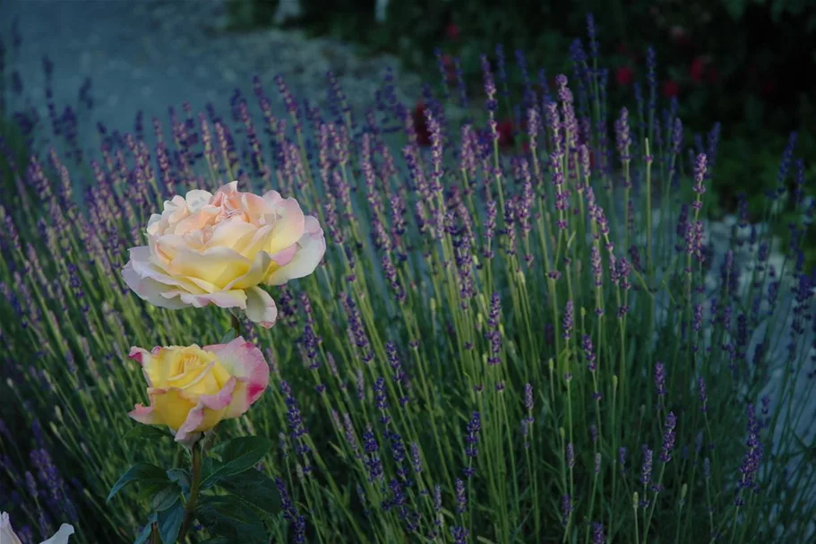 Edelrose 'Gloria Dei' 4 Liter Topf