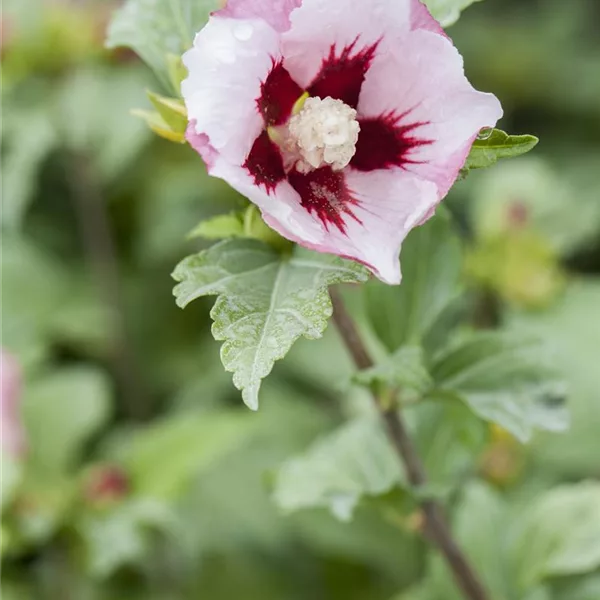 Garteneibisch 'Hamabo'