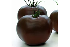 Schokoladen-Tomate 12 cm Topf