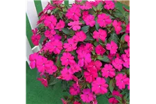 Sonnen-Lieschen 'SunPatiens® Magenta' 12 cm Topf