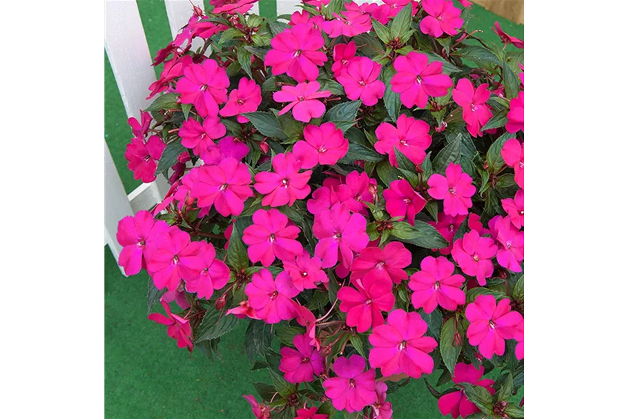 Sonnen-Lieschen 'SunPatiens® Magenta' 12 cm Topf