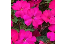 Sonnen-Lieschen 'SunPatiens® Magenta' 12 cm Topf