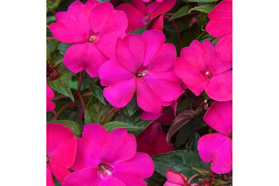 Sonnen-Lieschen 'SunPatiens® Magenta' 12 cm Topf