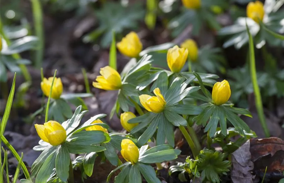 Bunte Blütenmeere mit Frühblühern