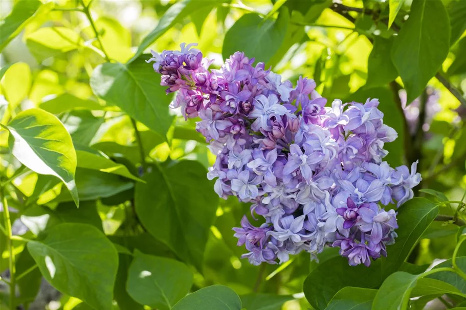 Edelflieder 'Nadeshda' 3,5 Liter Topf