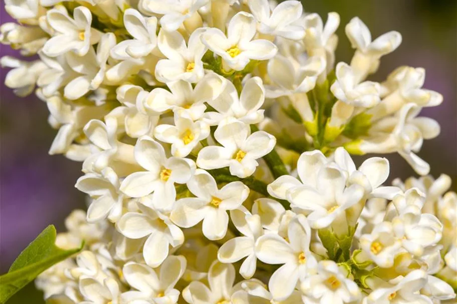 Edelflieder 'Primrose' 3,5 Liter Topf