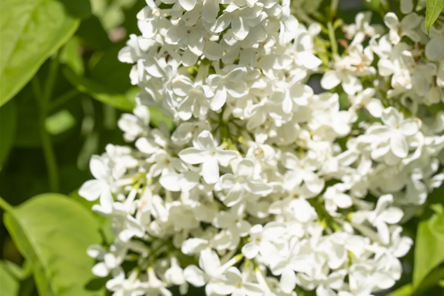 Edelflieder 'Primrose' 3,5 Liter Topf