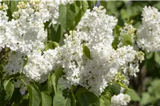 Edelflieder 'Primrose' 3,5 Liter Topf