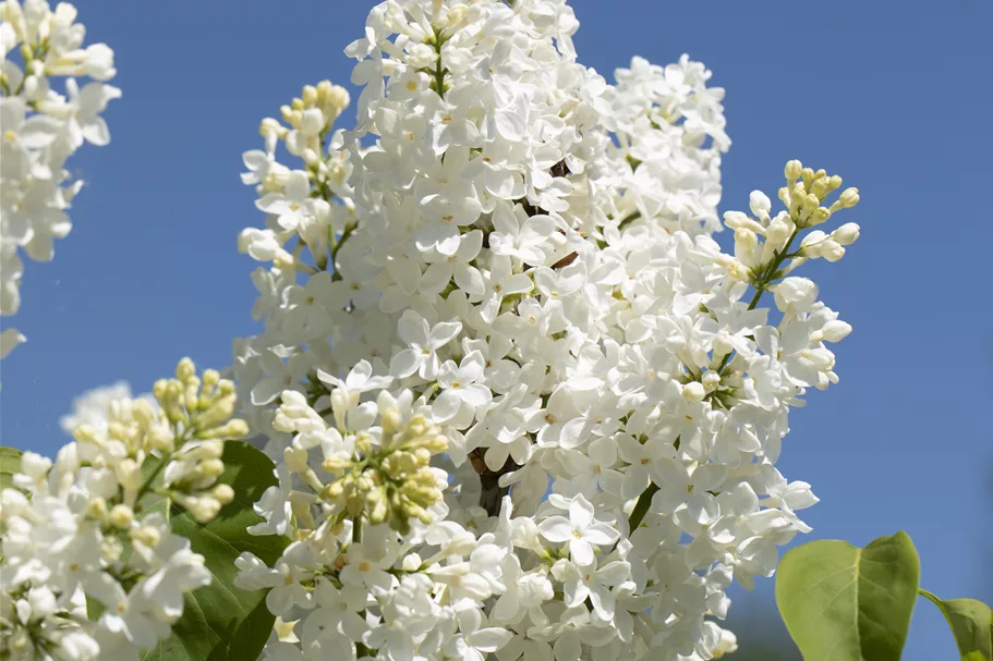 Edelflieder 'Primrose' 3,5 Liter Topf